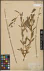 Foto von Salix purpurea L. x Salix repens L.